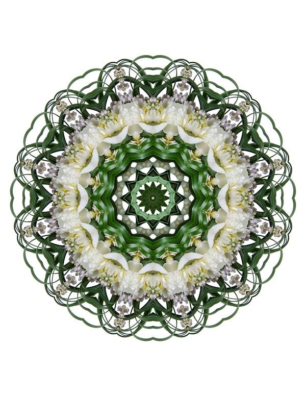 Open Flora - Fractalis 11