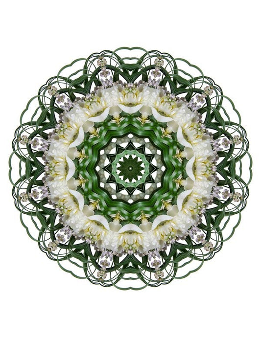 Open Flora - Fractalis 11