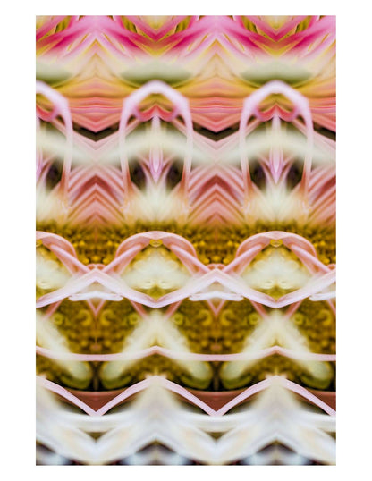 Petal Horizon