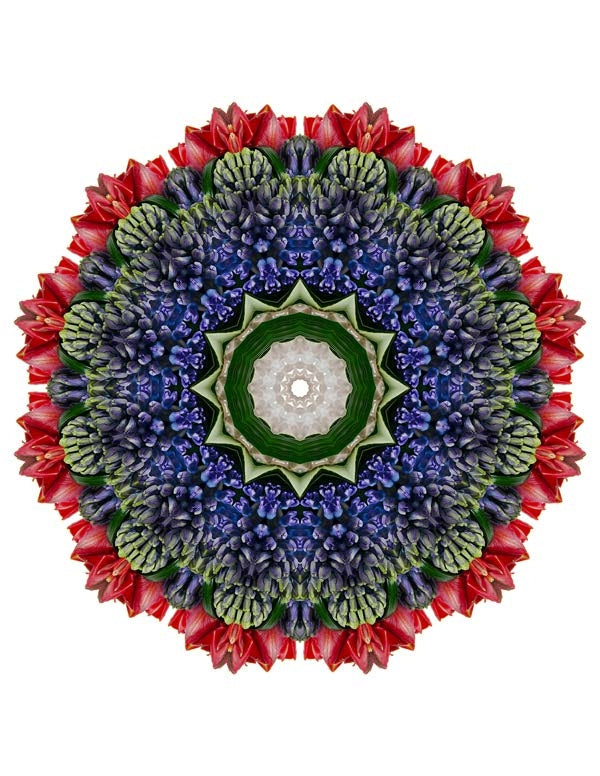 Open Flora - Fractalis 12