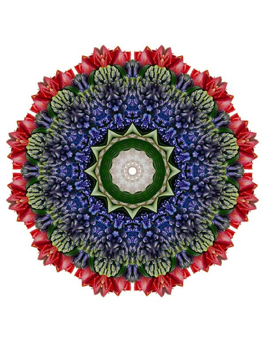 Open Flora - Fractalis 12