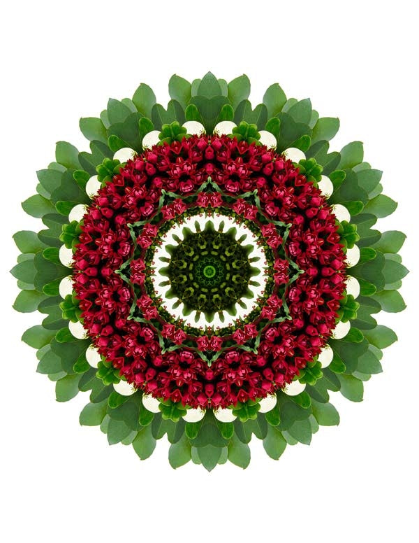 Open Flora - Fractalis 15