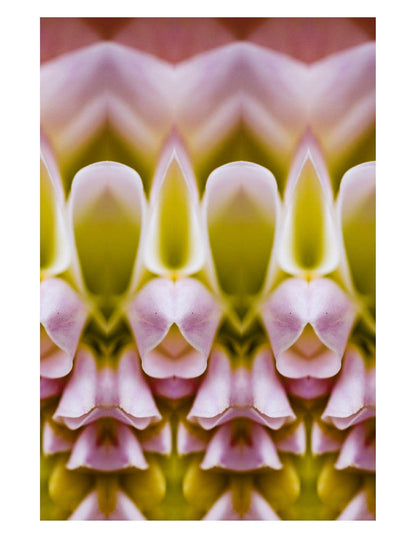 Blush Bloom