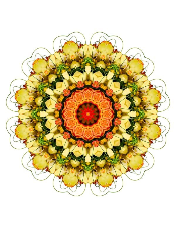 Open Flora - Fractalis 19