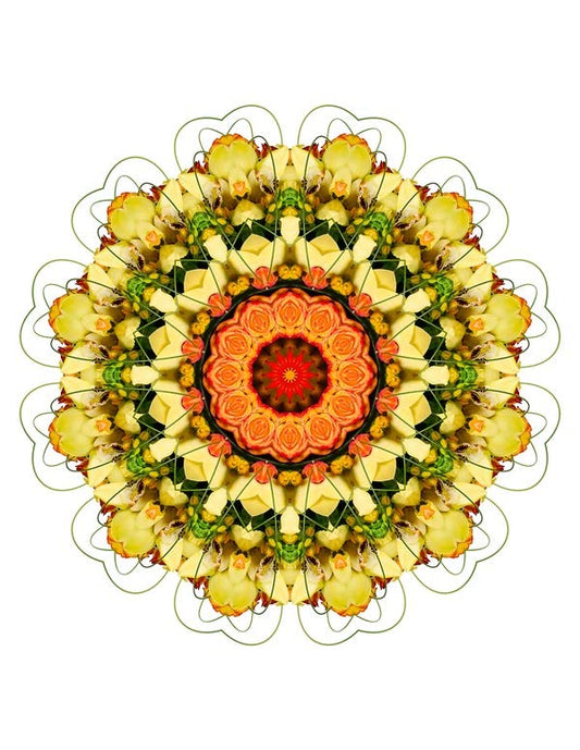 Open Flora - Fractalis 19