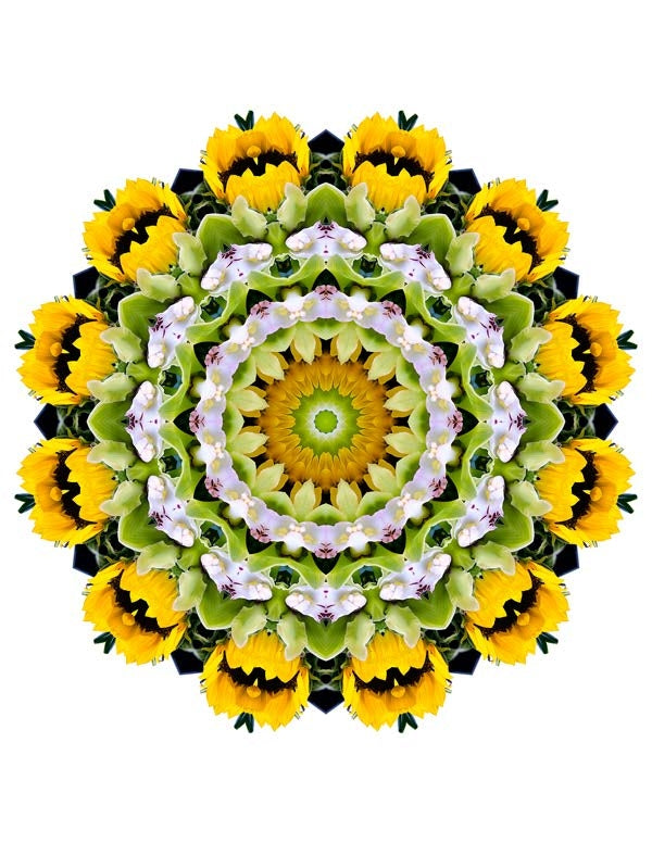 Open Flora - Fractalis 1