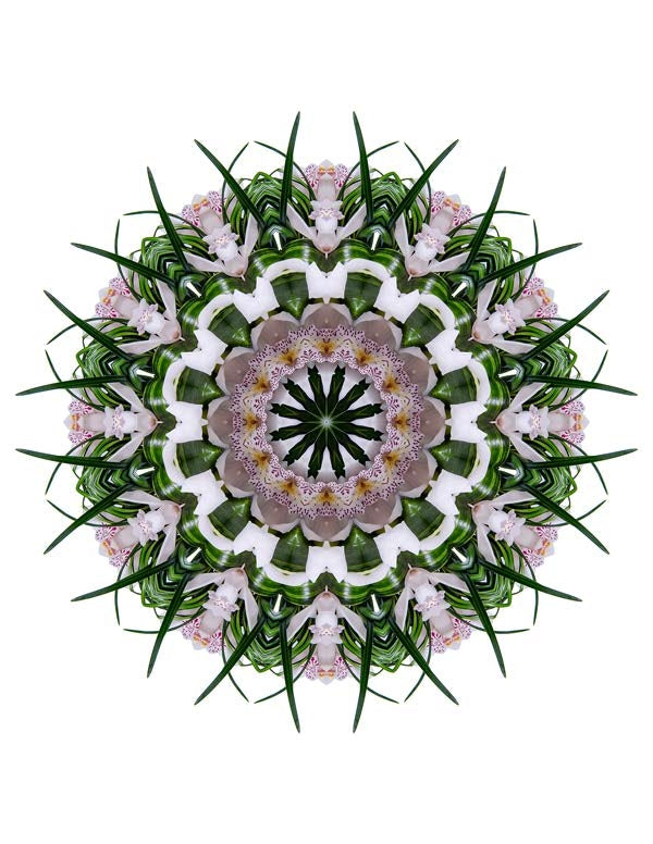 Open Flora - Fractalis 21