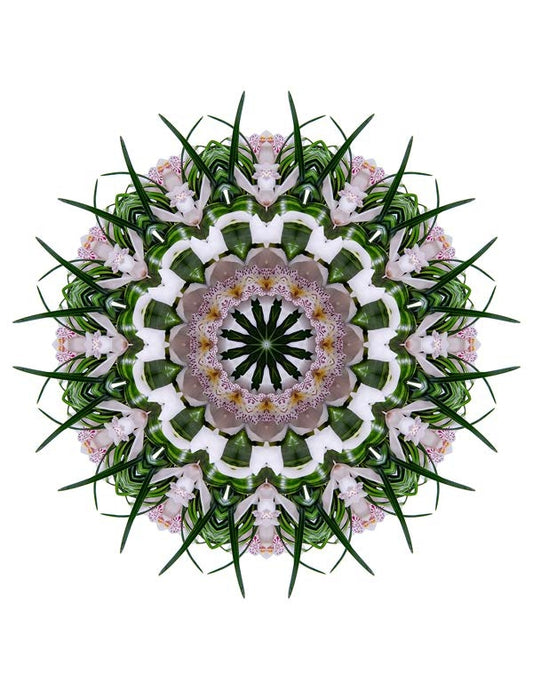 Open Flora - Fractalis 21