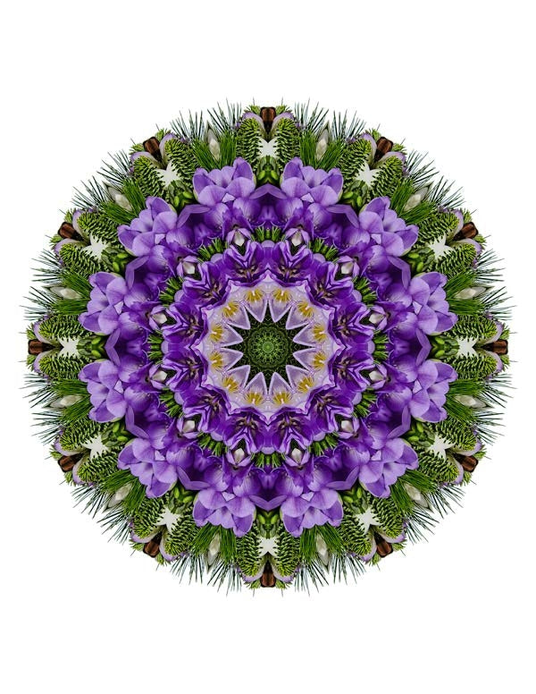 Open Flora - Fractalis 22