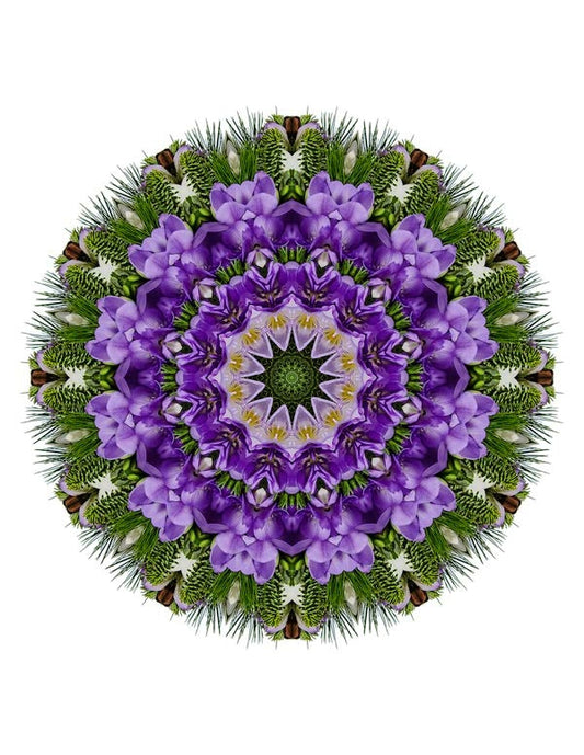 Open Flora - Fractalis 22
