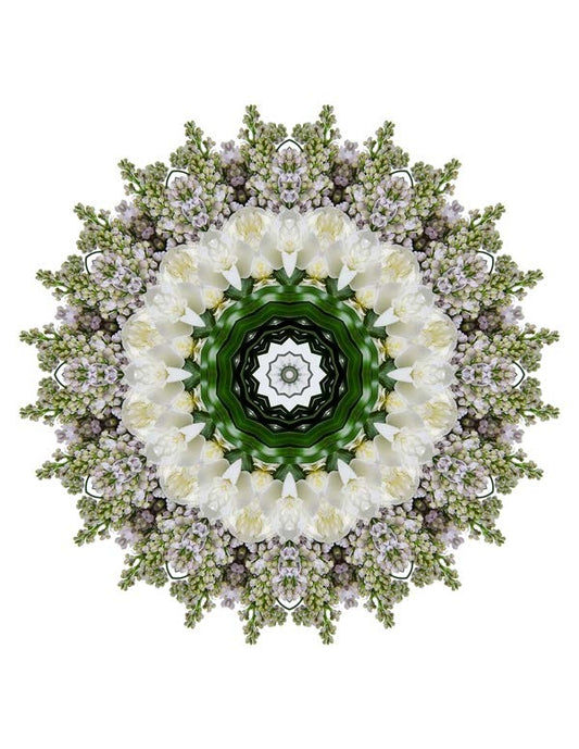 Open Flora - Fractalis 28