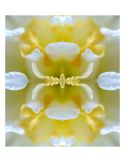Lemon Bloom