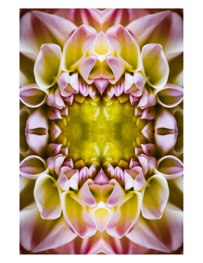 Orchid Core