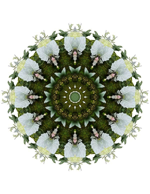Open Flora - Fractalis 3