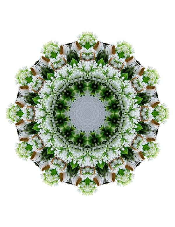 Open Flora - Fractalis 41