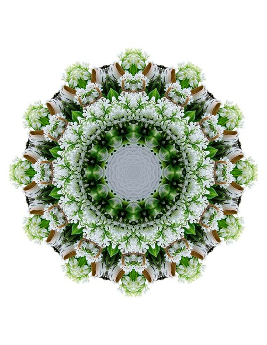 Open Flora - Fractalis 41