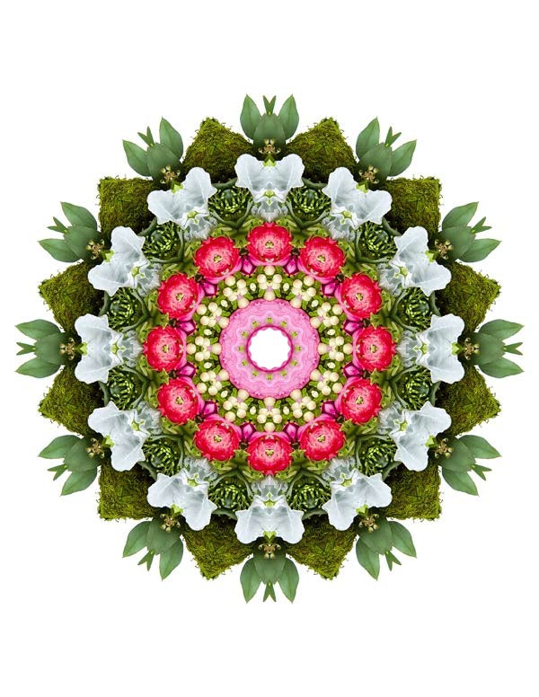 Open Flora - Fractalis 43
