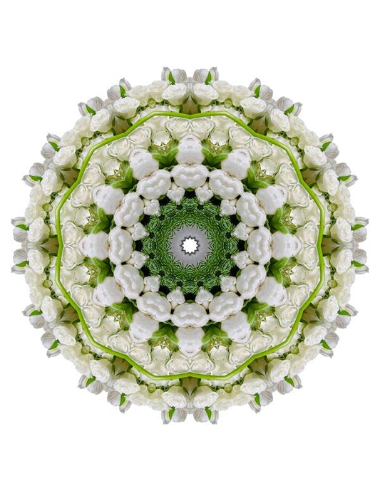 Open Flora - Fractalis 46