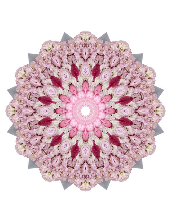 Open Flora - Fractalis 49