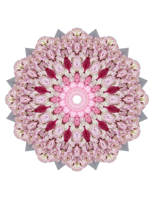 Open Flora - Fractalis 49