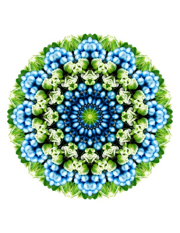 Open Flora - Fractalis 4