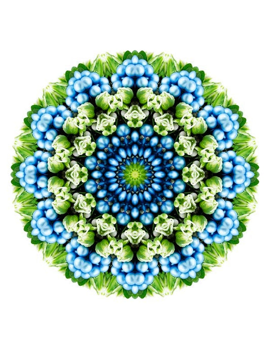 Open Flora - Fractalis 4