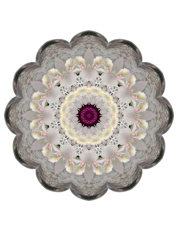 Open Flora - Fractalis 51