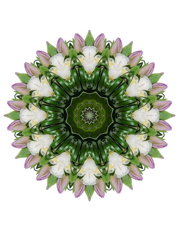 Open Flora - Fractalis 58