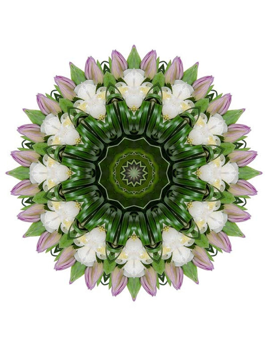 Open Flora - Fractalis 58