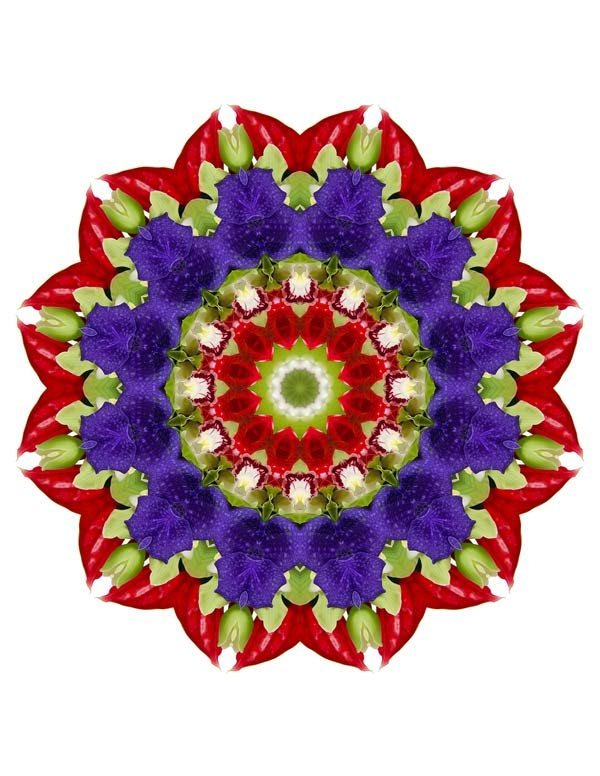 Open Flora - Fractalis 5