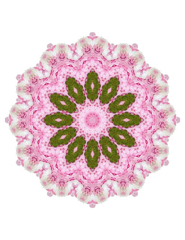 Open Flora - Fractalis 61