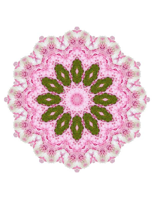Open Flora - Fractalis 61