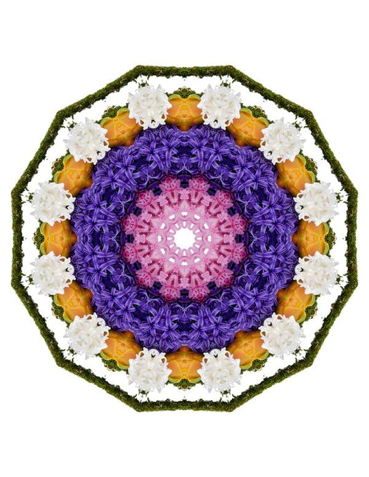 Open Flora - Fractalis 62